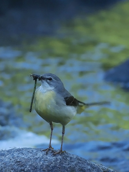 Virtavästäräkki, Grey Wagtail, Motacilla cinerea